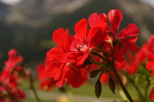 geranium flowers red