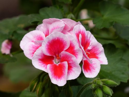 geranium plant colors