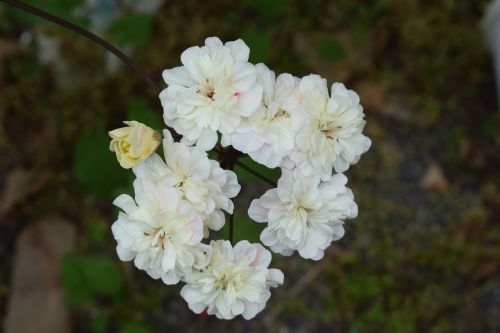geranium flower cremevit