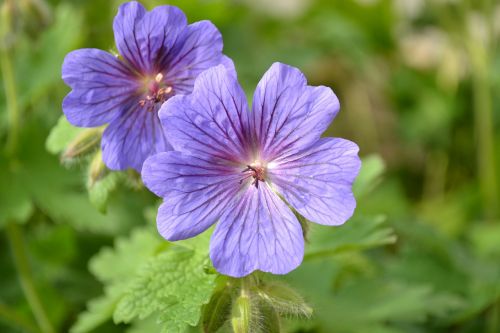 geranium flower blue