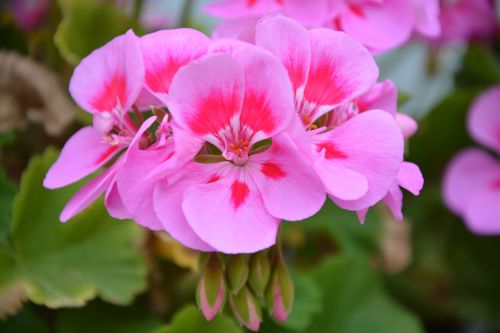 geranium pink flowers rose petals