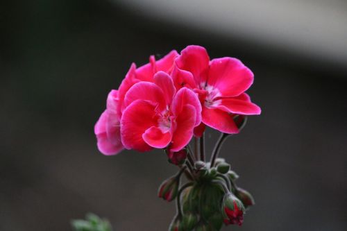 geranium flower pink
