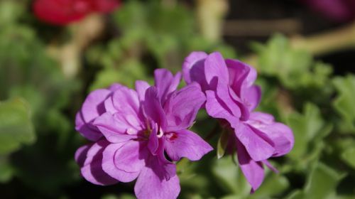 geranium flowers violet