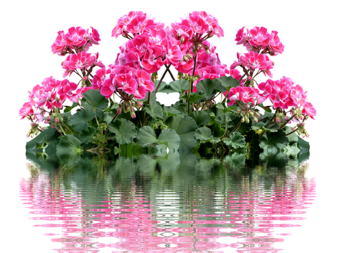 geranium balkonblumen summer