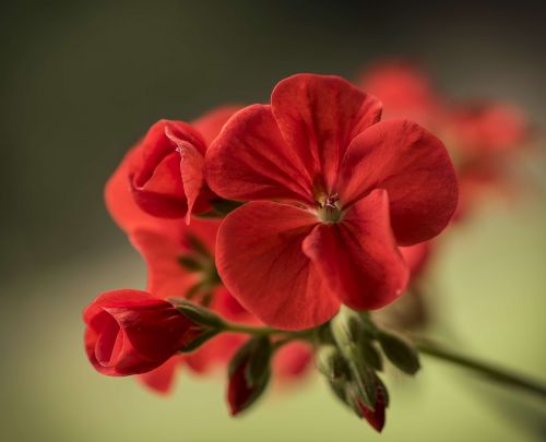 geranium close flower