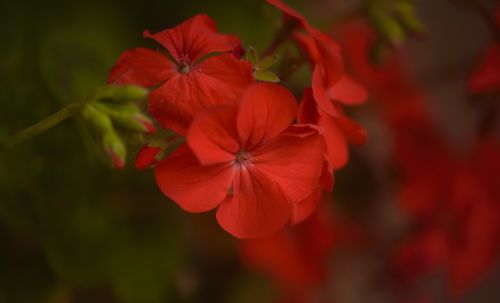 geranium flower red