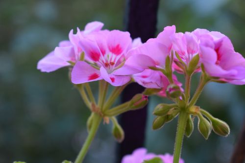 geranium pelargonium pink flower