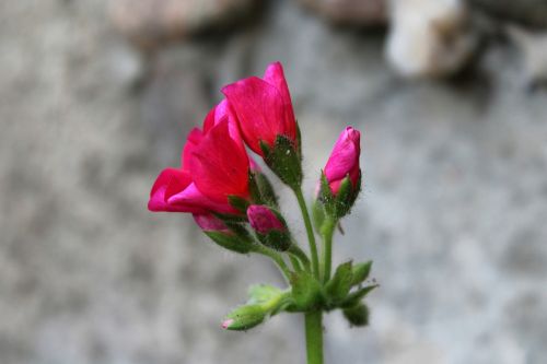 geranium the blossoming of flower
