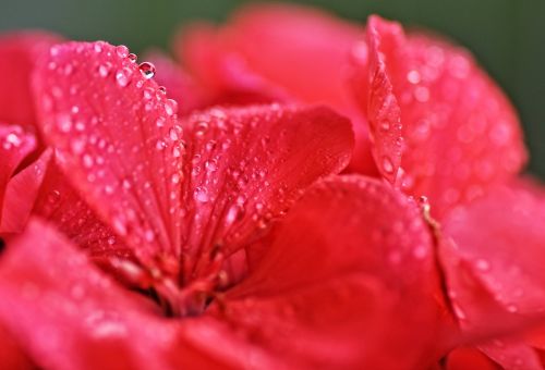 geranium flower droplets