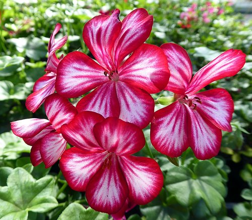 geranium  pelargonium  flower