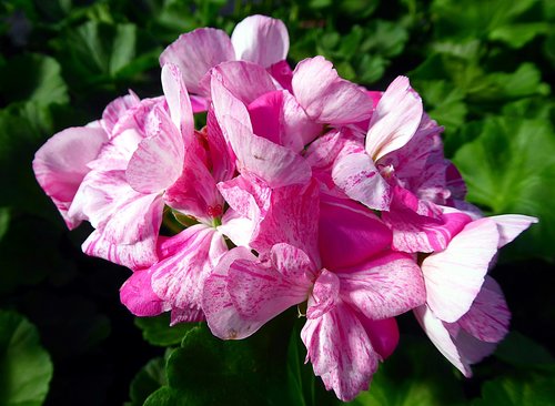 geranium  pelargonium  pink