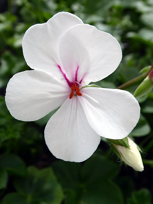 geranium  pelargonium  flower