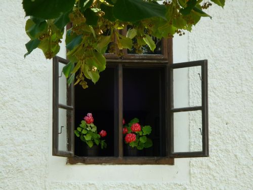 geranium window home