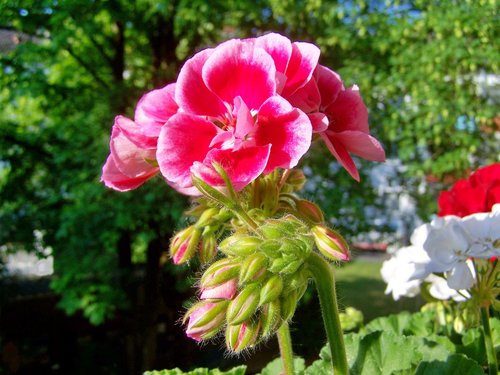 geranium  two-faced flower