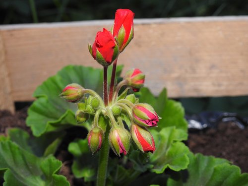 geranium  flower doniczkowy  closeup