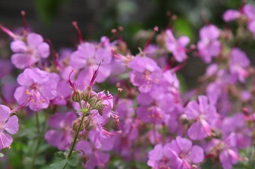 geranium  flower  purple