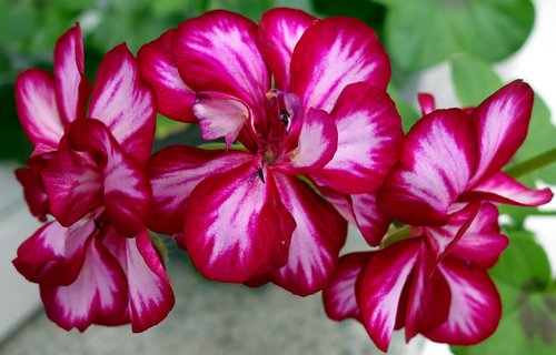 geranium  flower  plant