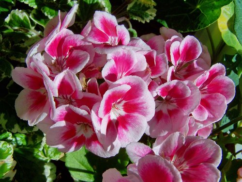 geranium  potted flower  white-and-pink-flowered