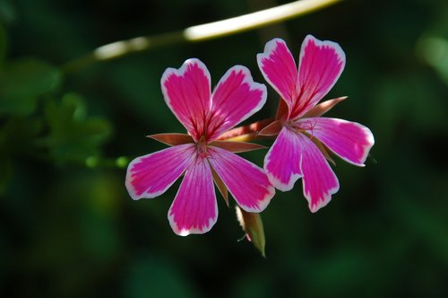 geranium  french geranium  flower