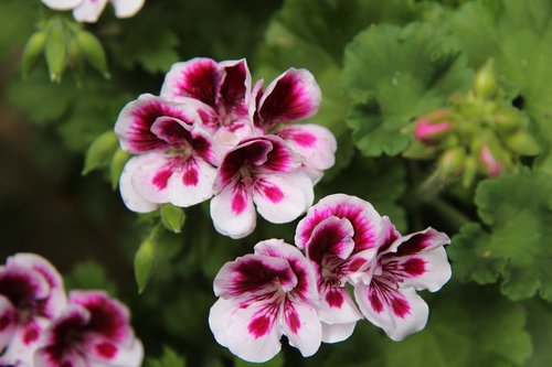 geranium  pelargonium  flowers