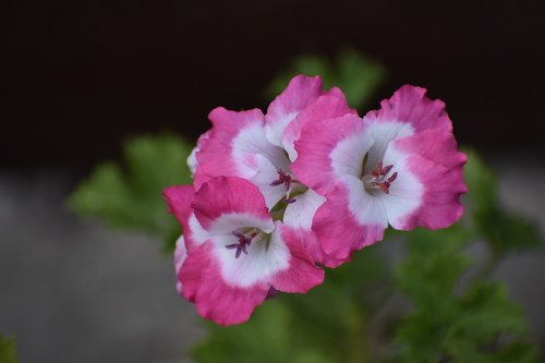 geranium  flower  summer