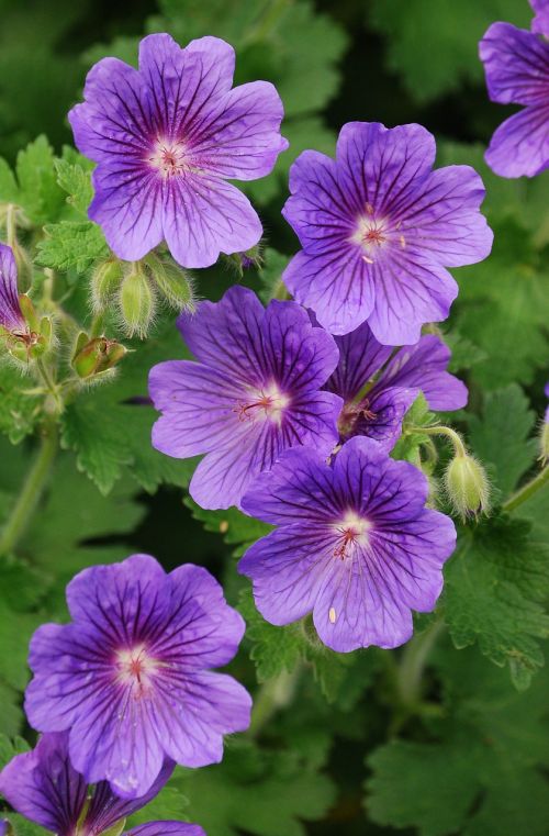 geranium cranesbill flower