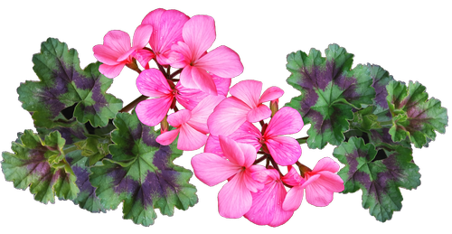 geranium  pink  flower