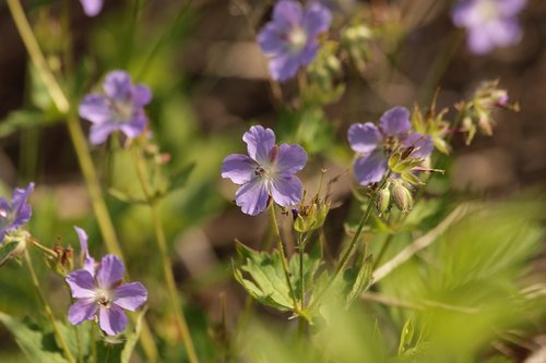 geranium  geranium eriostemon  flowers