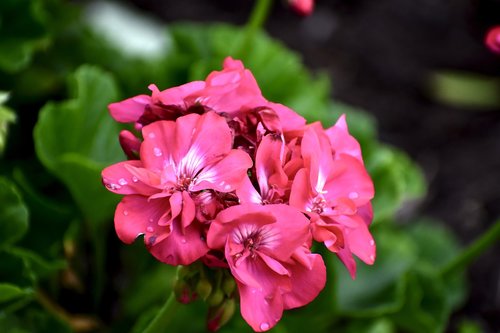 geranium  flower  plant