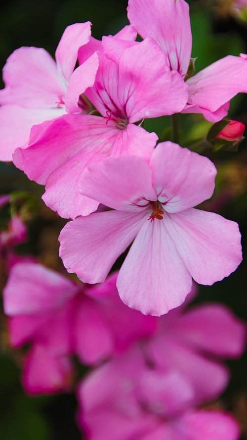 geranium  pink  bright