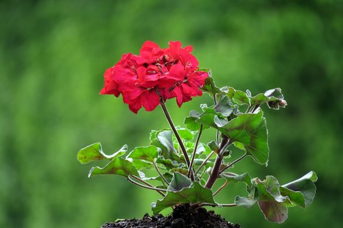 geranium  red  flower