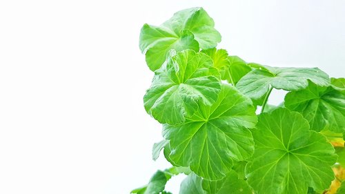 geranium  pelargonium  plant