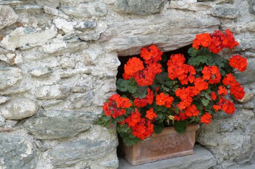 geranium stone wall flowers