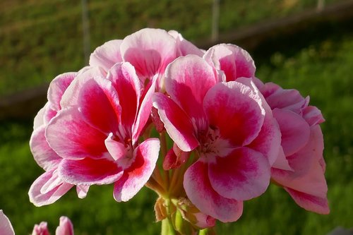 geranium  geranium pink  flowers