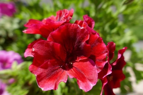 geranium  geranium red  red flower