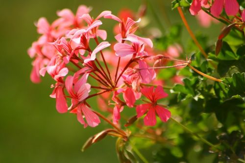 geranium pink flower macro
