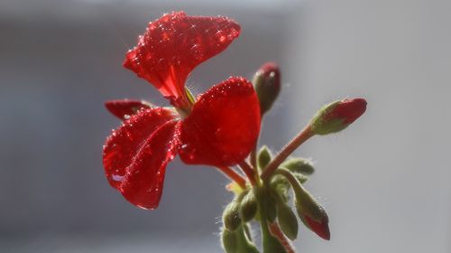 geranium red flowers
