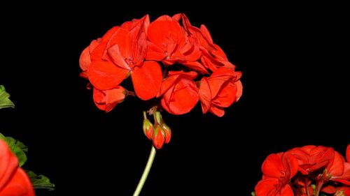 geranium flower red flower