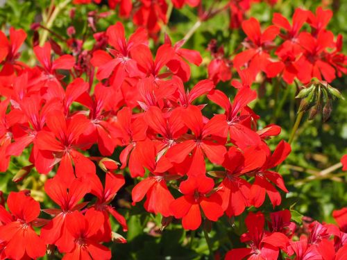 geranium flowers red