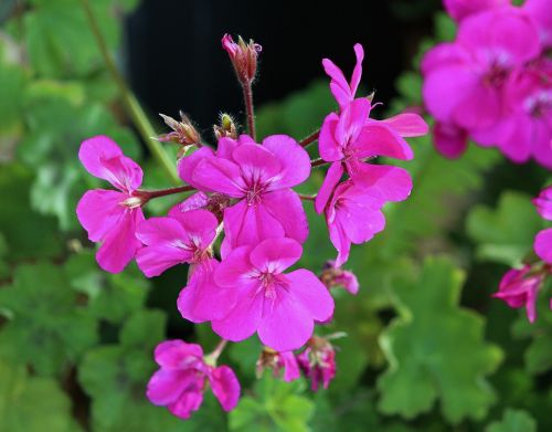 geranium flowers pink