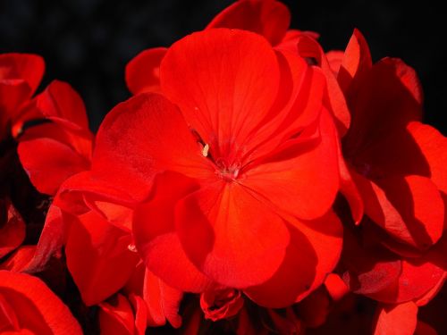 geranium red plant