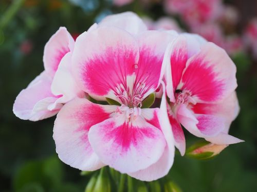 geranium pink white