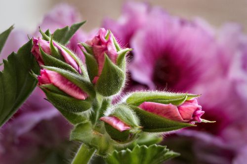 geranium closeups blossom