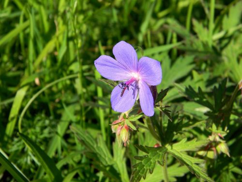 geranium flower meadow flowers