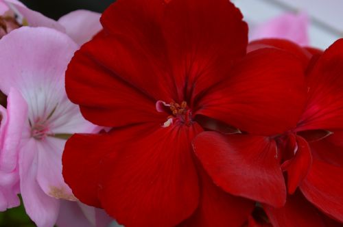geranium closeup flower