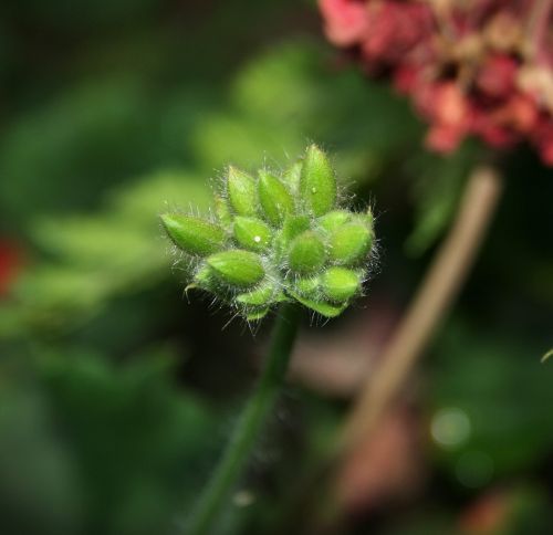 Geranium Buds