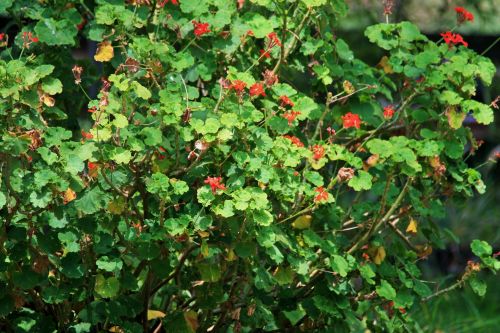 Geranium Bush With Red Flowers