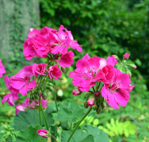 geranium flower blossoms pink plant