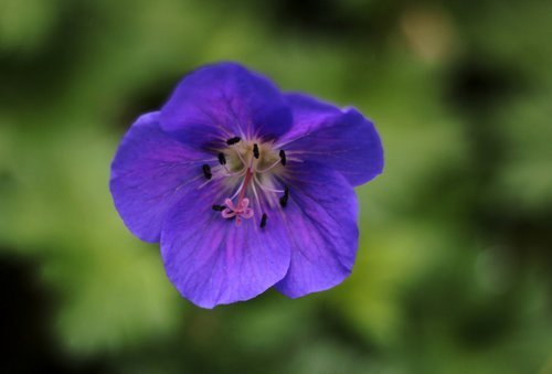 geranium johnsons blue  sky-blue  stamens