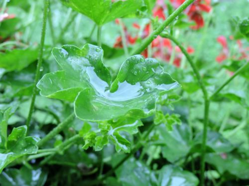 geranium leaf drop of water geranium